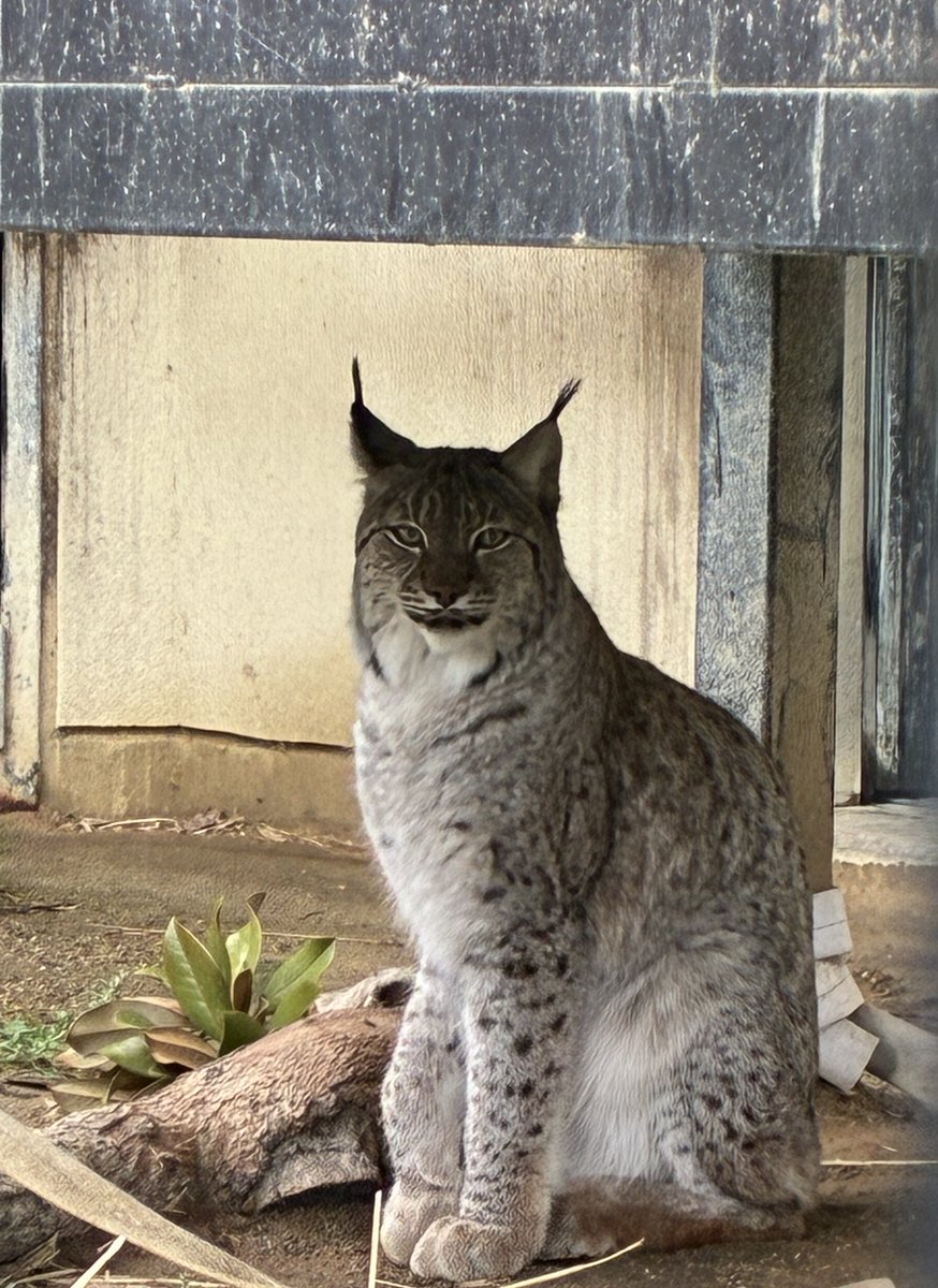 あゆみ (@Ayumi0818Cs) / Posts / X