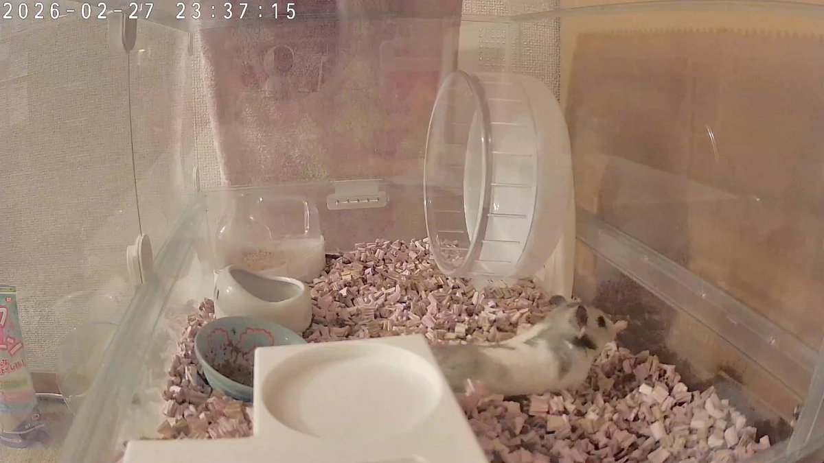 もっちゃんの秘密基地 (@momochs86) / Posts / X