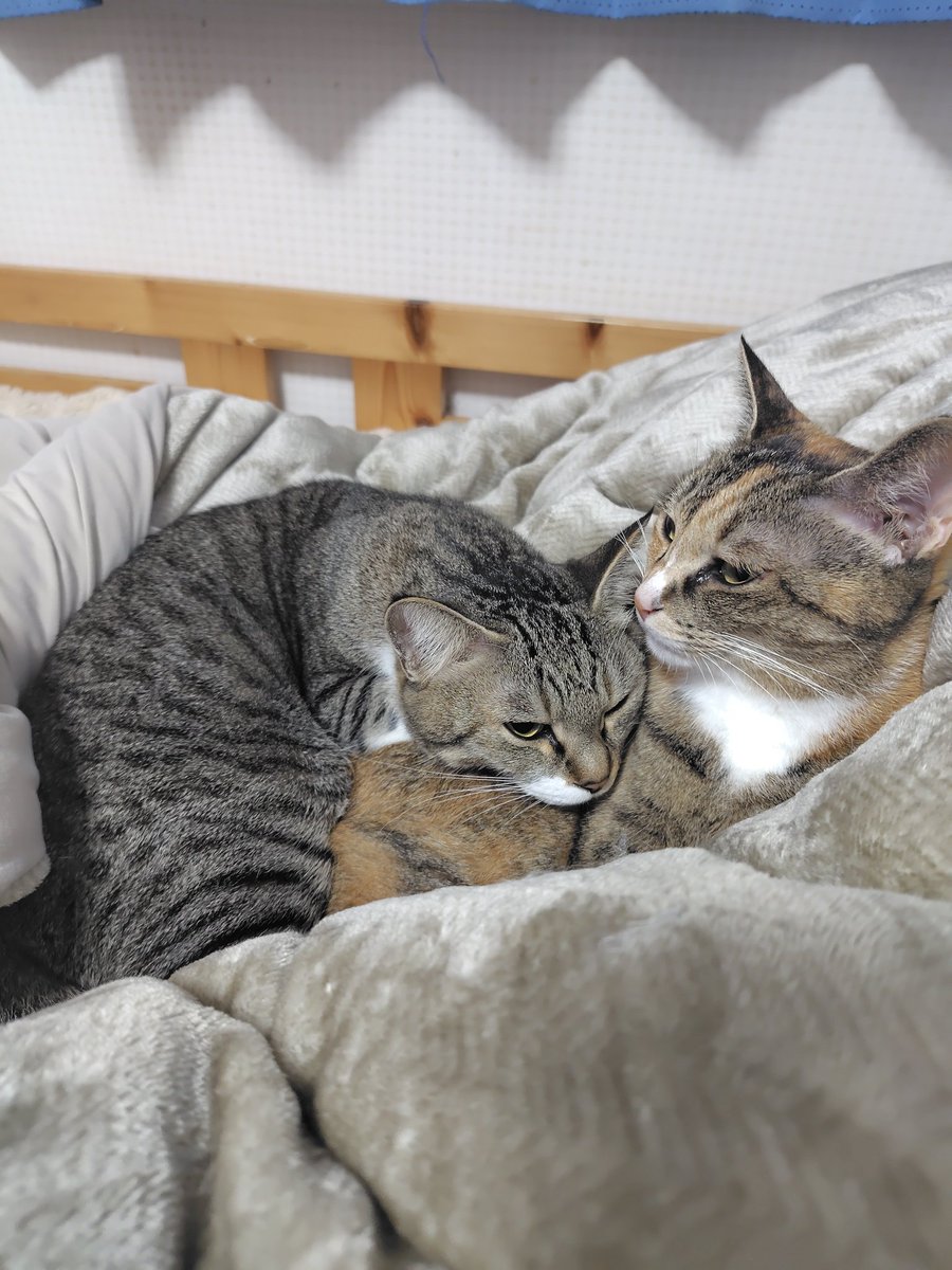 Post by log on X: #とらちゃんみて