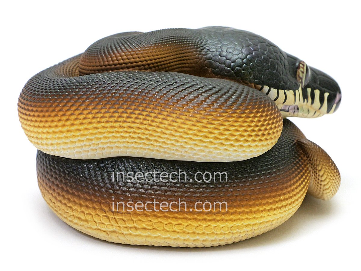 動物の惑星 フィギュア シークレット シロクチニシキヘビ Animal