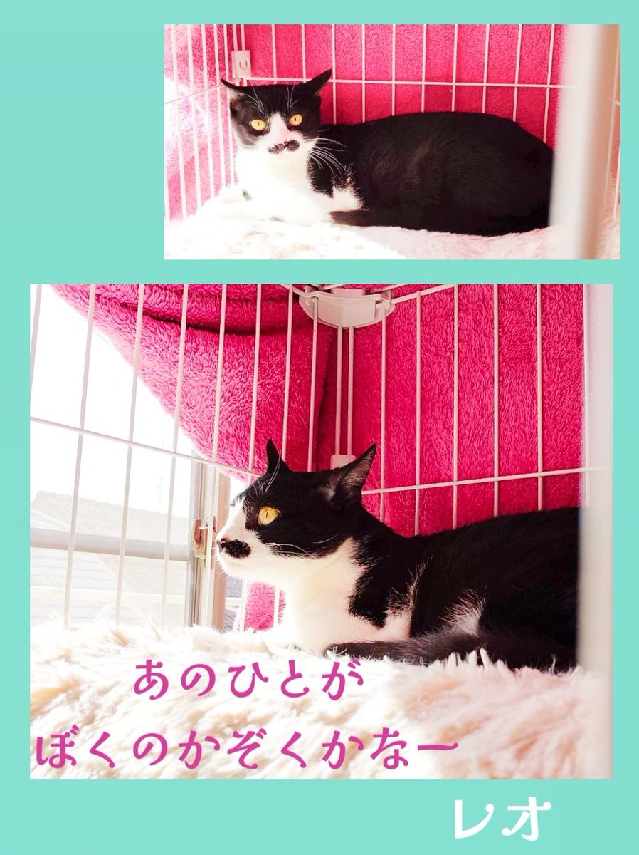 パーシー (@percypercy77) / Posts / X