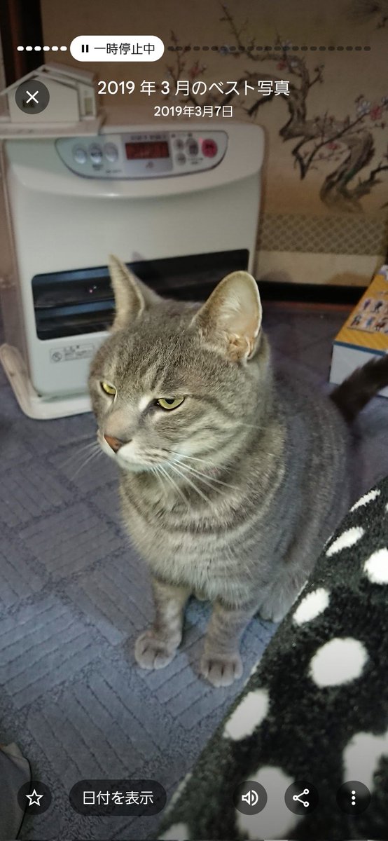 ちびねこ (@smallcat0222) / Posts / X