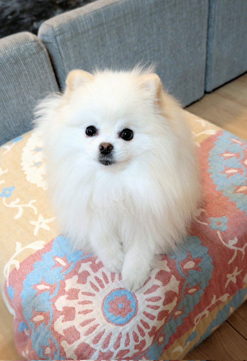 おこめ屋 (@chimaki0328) / Posts / X