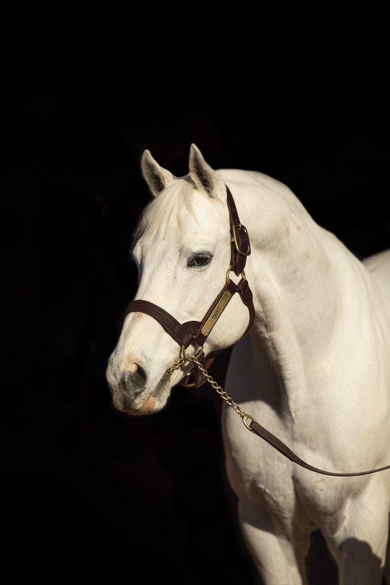 タピットは、北米の2023〜25年における、ステークス＆重賞ウィナーの