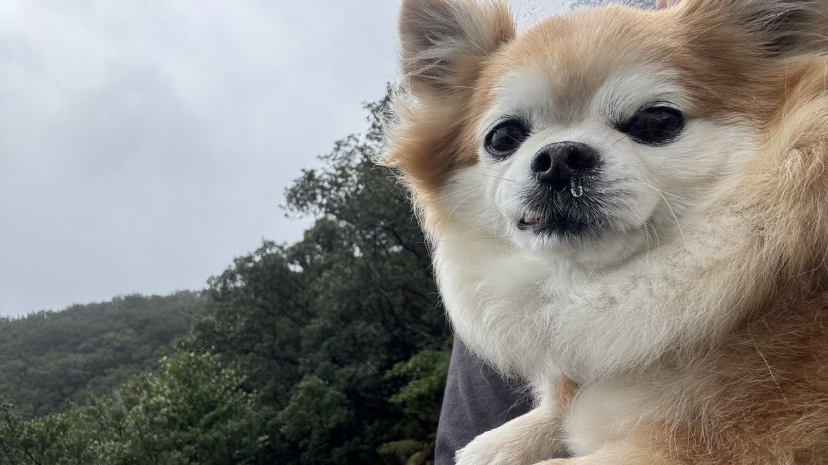 チビちゃん見晴らしいいね✨