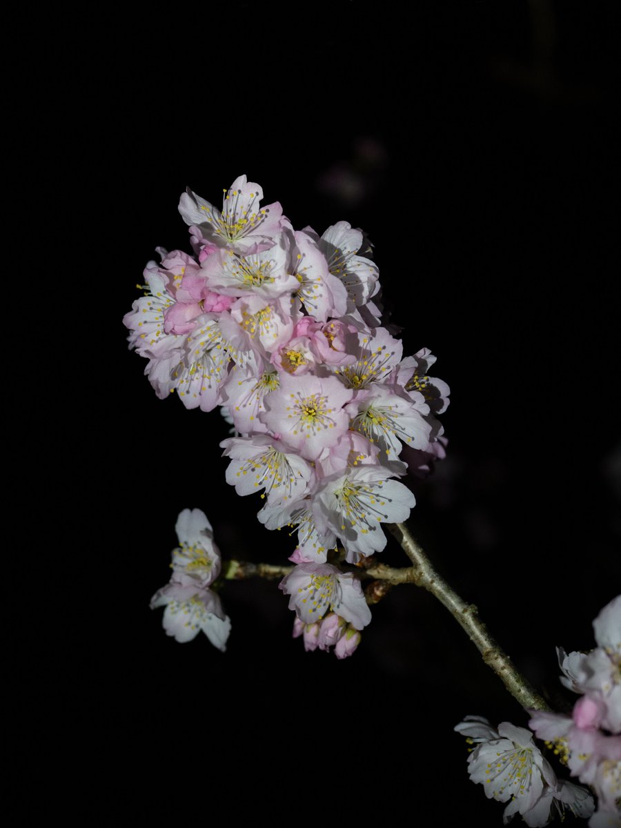 妙に温かい、イヤな予感😒 桜の名所に寄りフラッシュライト片手に開花