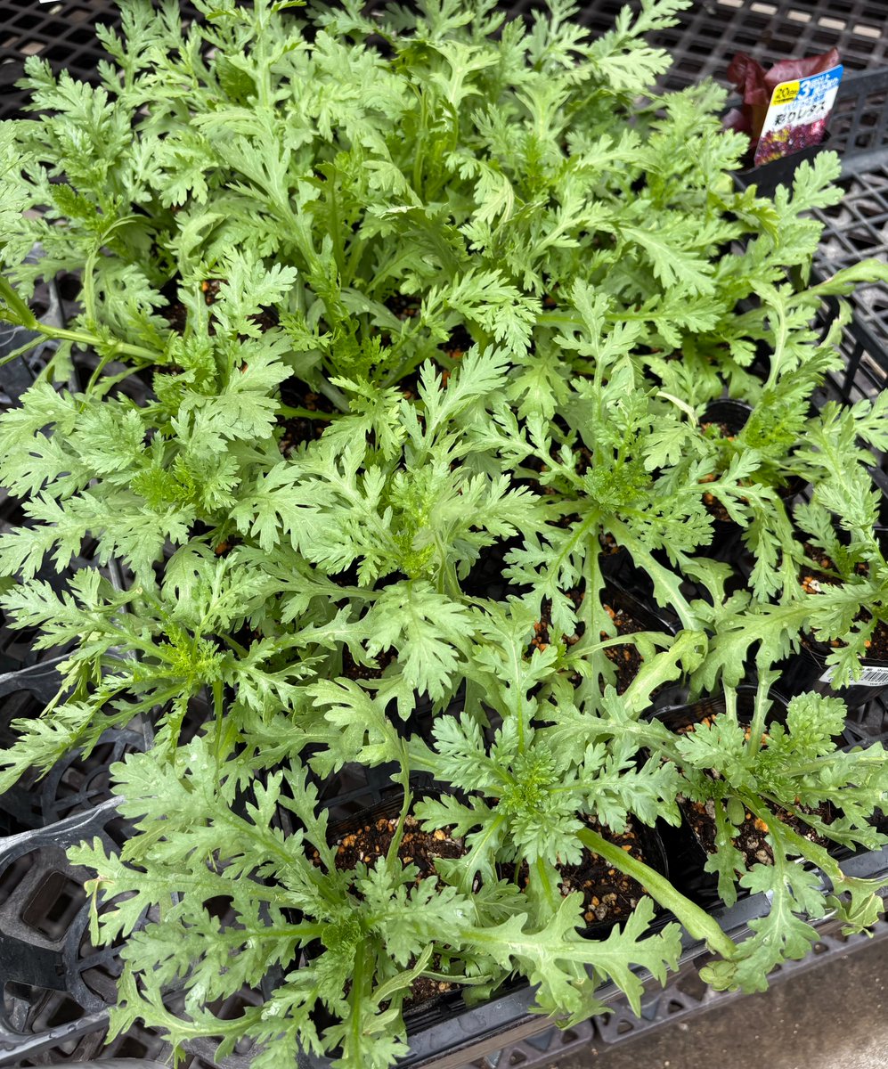 これ、なんの野菜の苗かわかりますか？