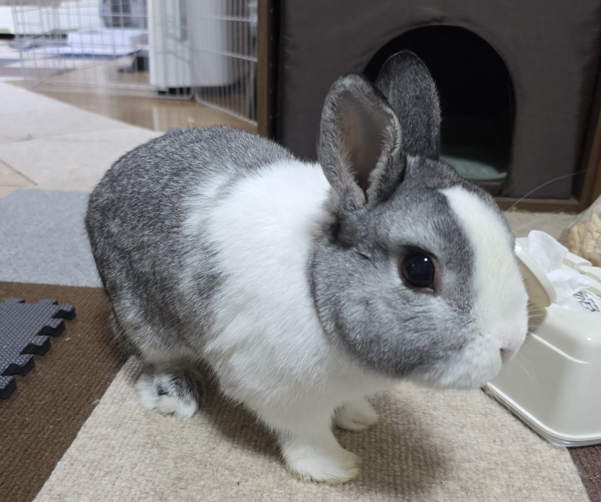 こんにちは😊🐰🐰🐰🐰 #うさぎ