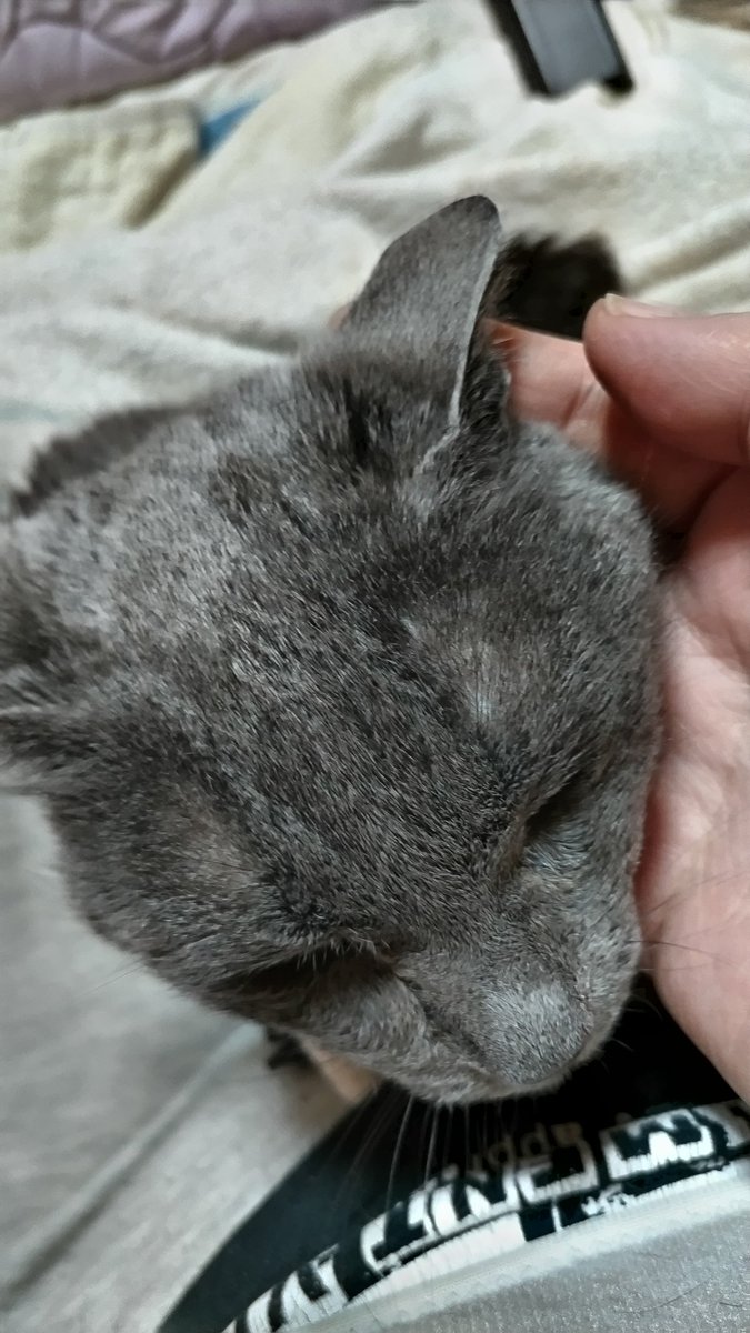 こんばんは いまねこ みんなどんどん甘えん坊になるなあ #猫のいる