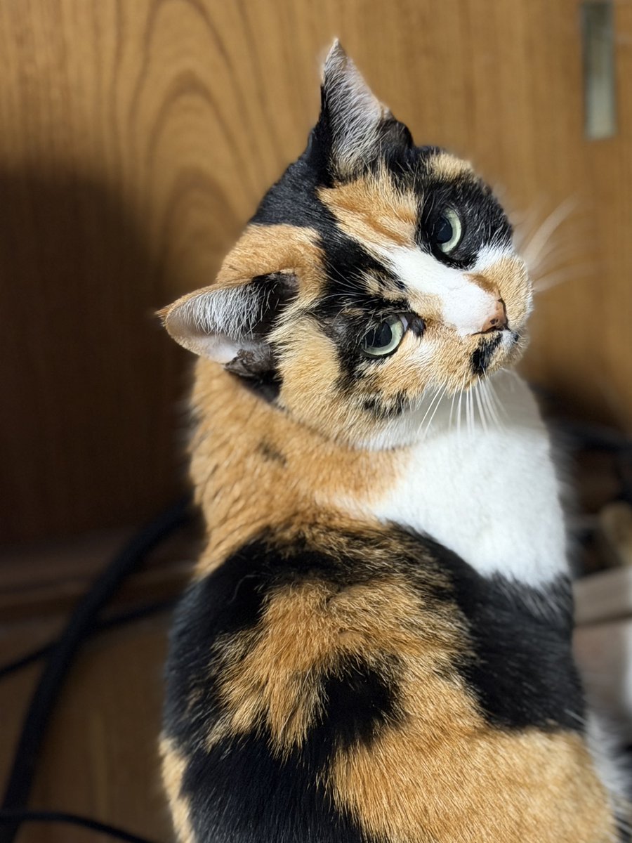 おはようございます