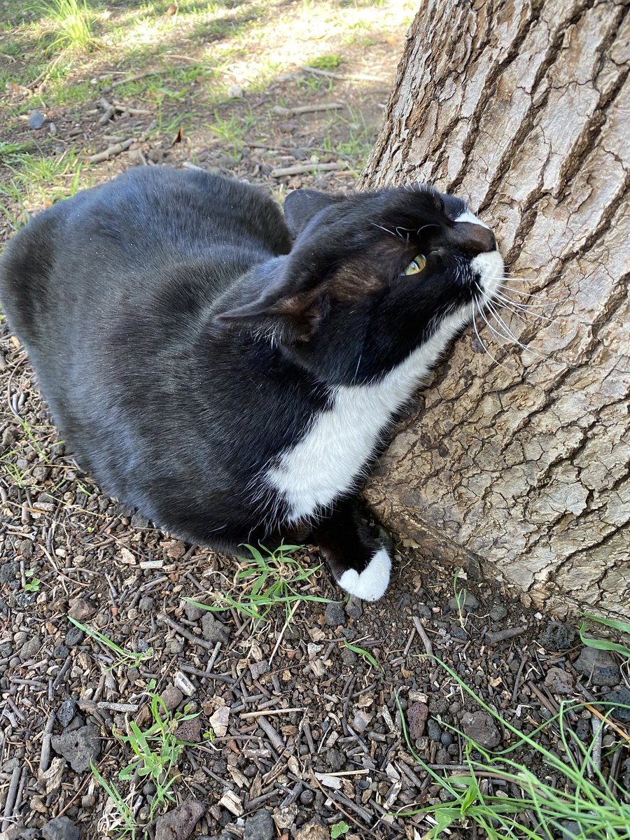 Post by にゃん太郎 on X: こんばんニャ😸