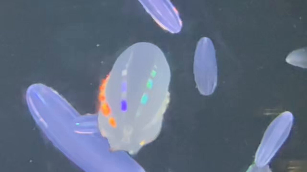 Kei Jokura (@Ctenophore18) / Posts / X