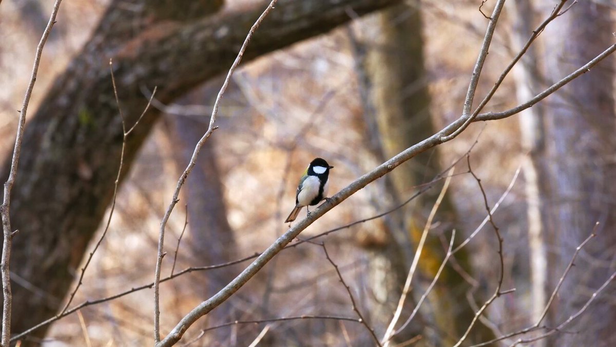 鈴木俊貴 Toshitaka Suzuki (@toshitaka_szk) / Posts / X