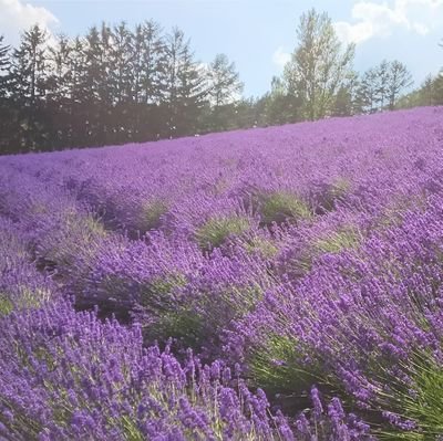 大古参ペンライト」が強すぎてwww