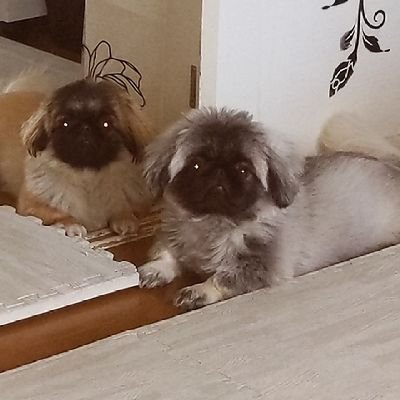 馬と犬が好きなひと (@hCItByPe6AVfG0s) on X