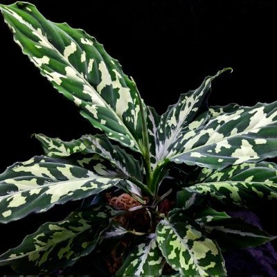 Homalomena sp.“月輪”Sumatera Utara【LA0318-01】 買った頃に比べれば