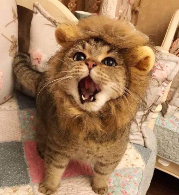 とらとら (@tigre2_) / Posts / X