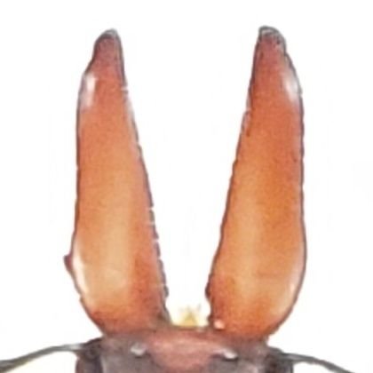 Apterocyclus honoluluensis 左上の個体 21.2㎜ ハワイハネナシ