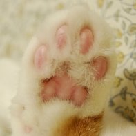 日吉守 － 岐阜長良川鵜飼 その二 Hiyoshi Mamoru #art #新版画