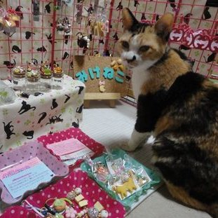 みけねこ。 (@mike_myi) / Posts / X