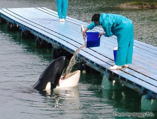 No:137 『シャチのナミちゃん』 from maggyさん : 水族館ふりーく