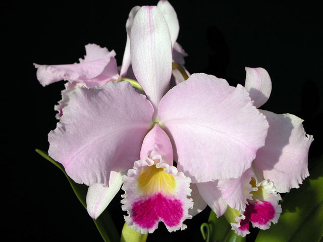 C. trianaei 'Extra Momo' x self : カトレア栽培日記