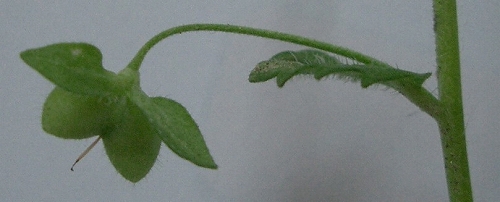 オオイヌノフグリ(大犬のふぐり) : 植物の生態散歩