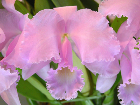 カトレア栽培日記