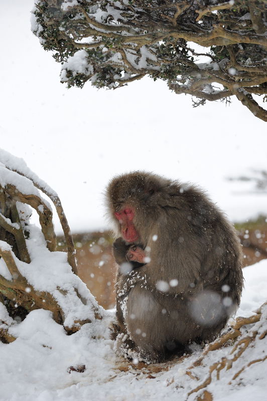 雪猿・岩田山モンキーパーク 其の一 : デジタルな鍛冶屋の写真歩記