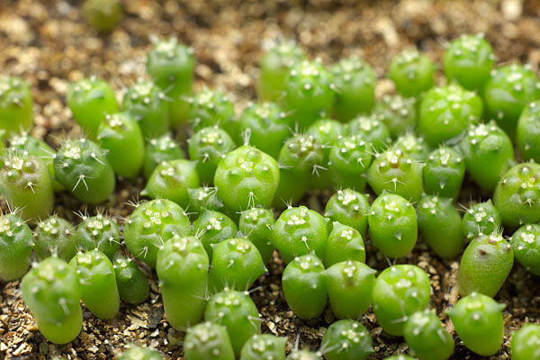 サボテン実生 ふた月目に入って : Polyhedron