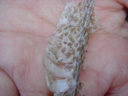 もりのわ図鑑5／アオダイショウの抜け殻 : 森のようちえん 葉山 「もり