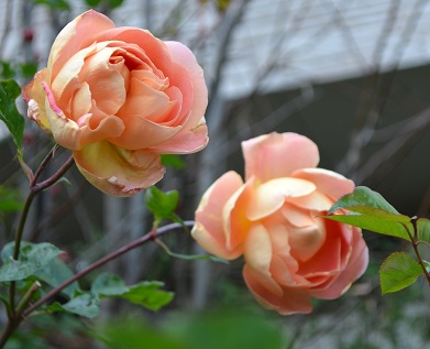 冬に咲くバラ : バラとハーブのある暮らし Salon de Roses