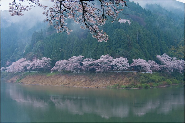 水彩画 ジクレー版画「日向神ダムの桜」（八女市） 水彩画 ジクレー