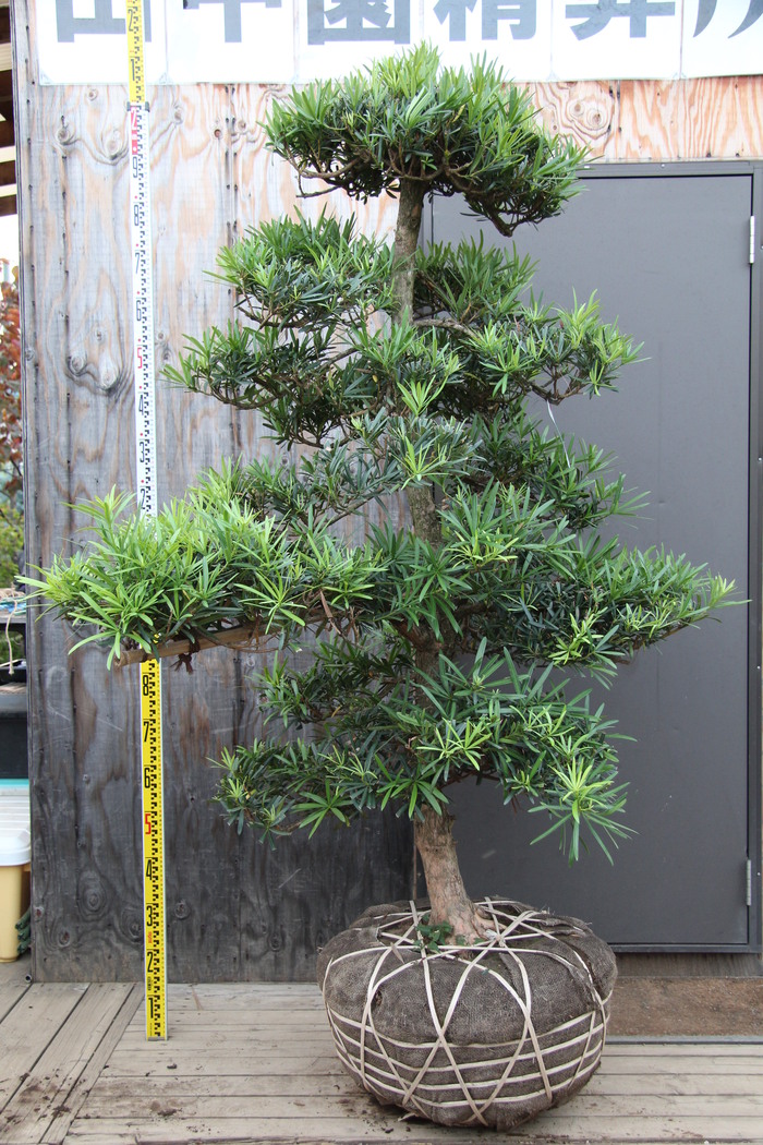 イヌマキ 犬槇 販売 画像 写真 価格 庭木 安行 植木 シンボルツリー お