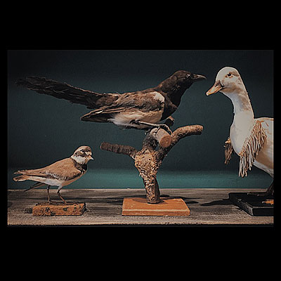 NEW ARRIVAL 『鳥の剥製』 : フランスアンティーク雑貨・家具のSibora BLOG