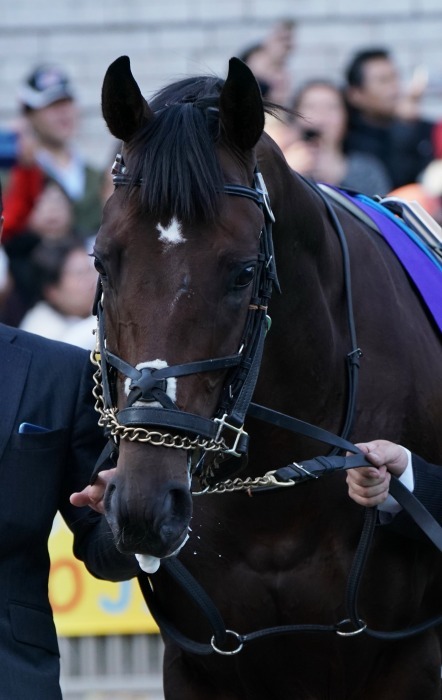 国内最高賞金レース、ジャパンカップ（1） : Turfに魅せられて（写真紀行）