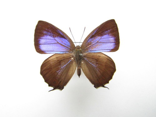 標本箱の青い?稲妻 キリシマミドリシジミ スーパーB型 : 私の天狗蝶