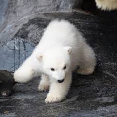 デンマーク・コペンハーゲン動物園の赤ちゃんの名前が 