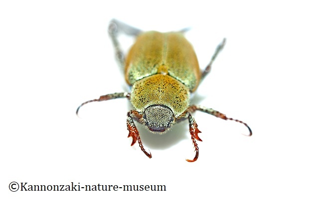 アシナガコガネ : 観音崎自然博物館どたばた学芸日誌 II