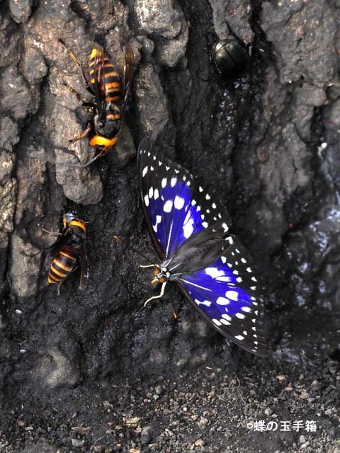 2020年7月中旬 オオムラサキ : 蝶の玉手箱