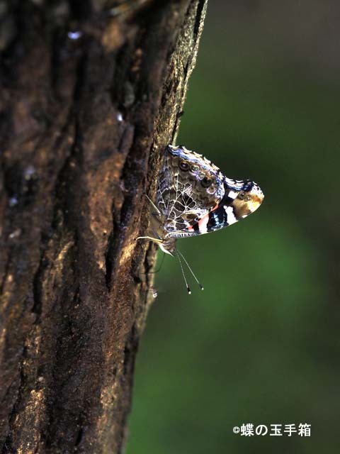 2020年7月中旬 オオムラサキ : 蝶の玉手箱