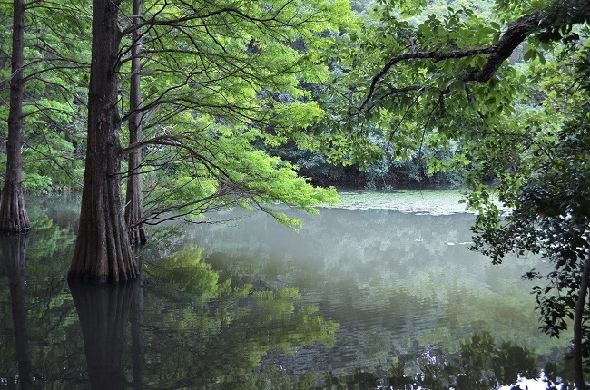 水彩画 ジクレー版画「篠栗九大の森」（糟屋郡） 水彩画 ジクレー版画