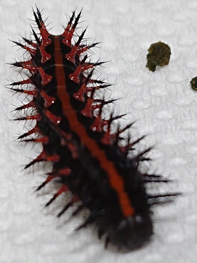 エサを求めて歩き回るツマグロヒョウモンの幼虫が… : 昆虫ブログ むし