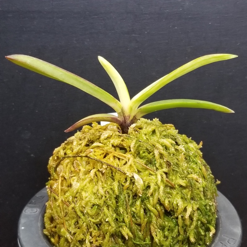 富貴蘭 白牡丹 : 富貴蘭チャンネル