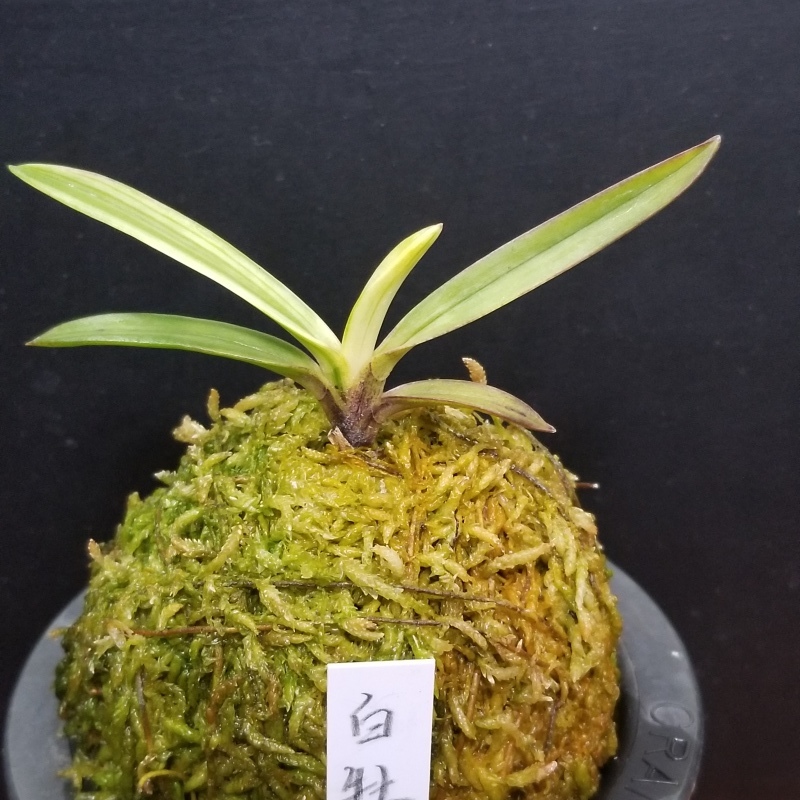 富貴蘭 白牡丹 : 富貴蘭チャンネル