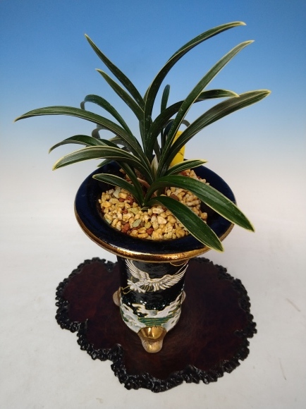 韓国春蘭 新羅 : 蘭万園日記