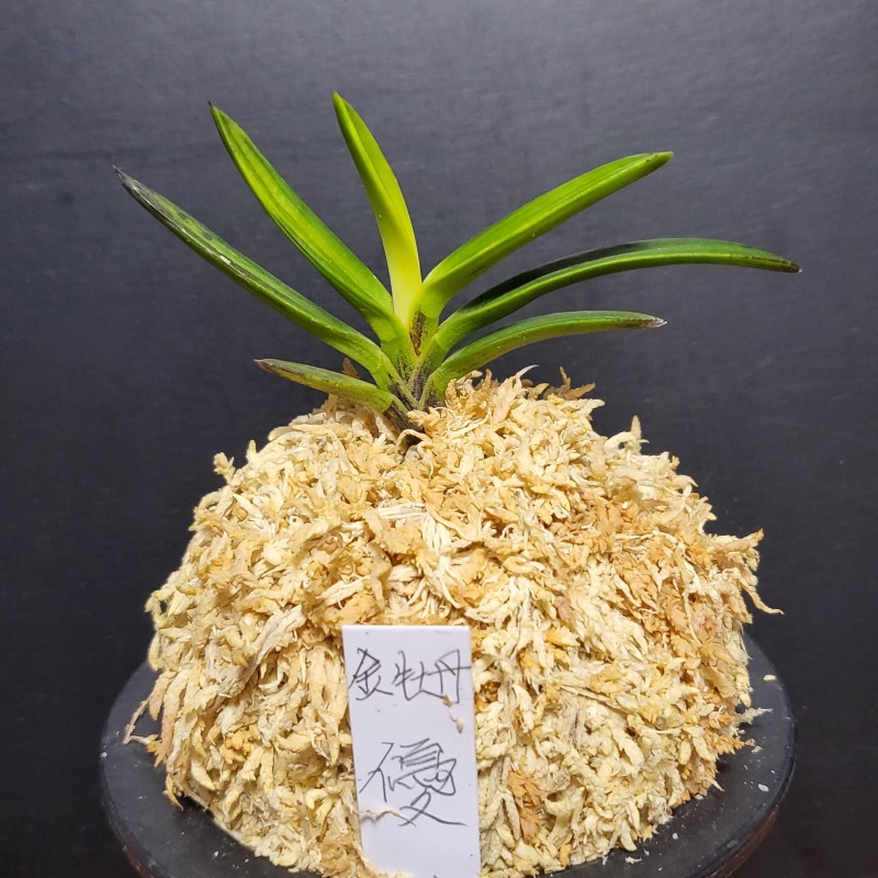 富貴蘭 金牡丹【優】 : 富貴蘭チャンネル