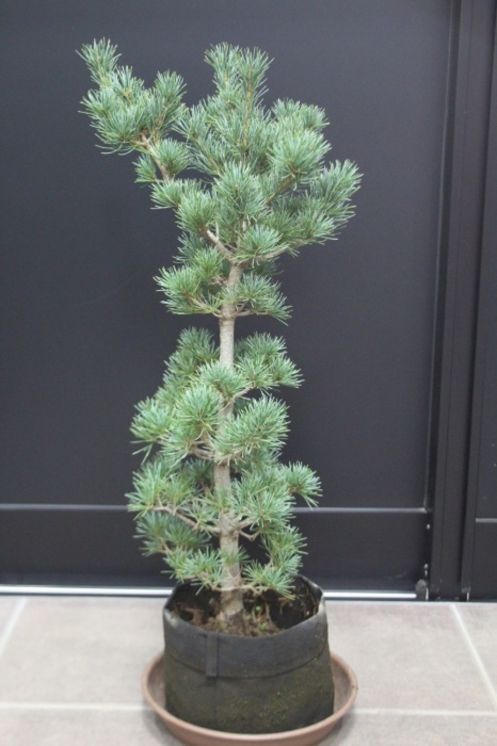 銀八房五葉松 ギンヤツフサゴヨウマツ 苗木 販売 画像 写真 価格 値段