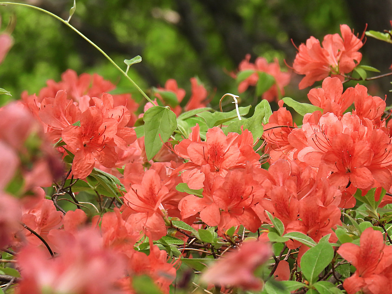 里山の ヤマツツジ（山躑躅） : 無名子のよしなしごと