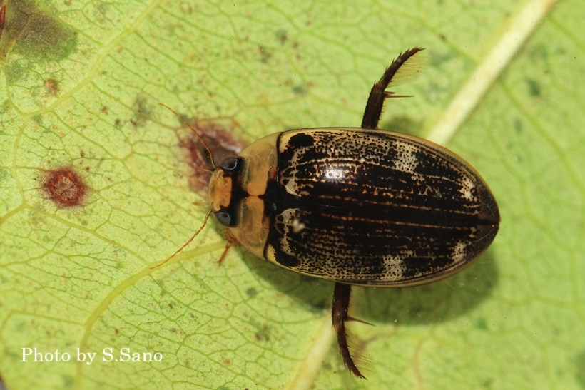 ヤンバルオオイチモンジシマゲンゴロウ : 海を歩くゲンゴロウ